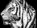 Bengal Tiger 01