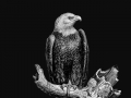 Eagle 01