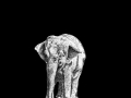 Elephant 03