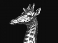 Giraffe 01