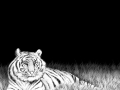 Bengal Tiger 02