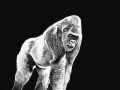 Gorilla 01