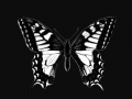 Butterfly 02