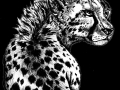 Cheetah_01