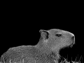 Capybara