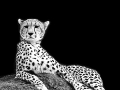Cheetah_02