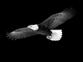 Eagle 02