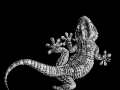Gecko
