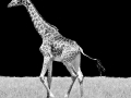 Giraffe_03
