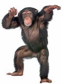 cool_chimp